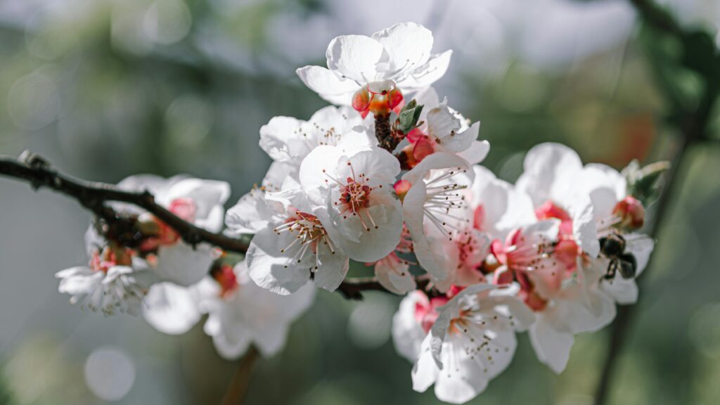 Beautiful close-up of cherry blossoms in full bloom on a sunny spring day.
